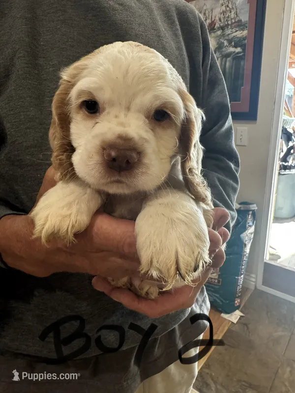 Boy puppy  – Cocker Spaniel puppy for sale in Fountain Valley, CA