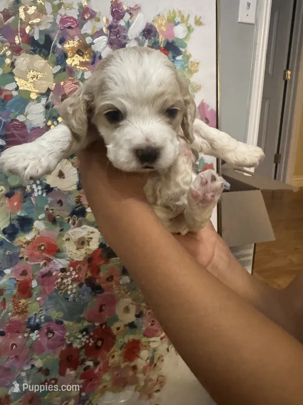 Girl baby  – Cocker Spaniel puppy for sale in Fountain Valley, CA