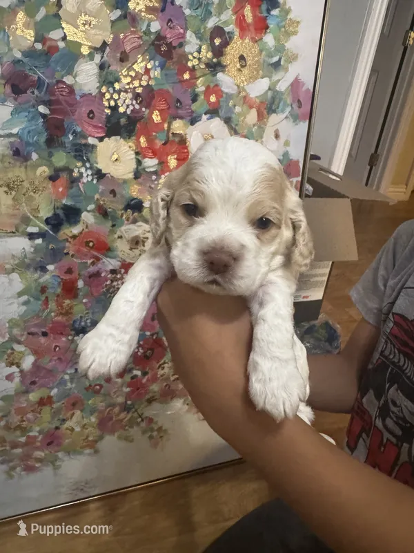 Boy puppy  – Cocker Spaniel puppy for sale in Fountain Valley, CA