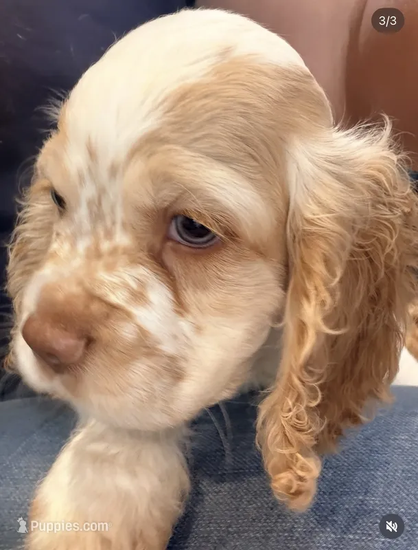 Boy puppy  – Cocker Spaniel puppy for sale in Fountain Valley, CA