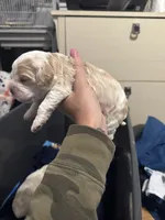 Boy puppy , a male Cocker Spaniel for sale in Fountain Valley, CA – 2 of 2