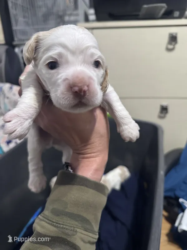 Boy puppy  – Cocker Spaniel puppy for sale in Fountain Valley, CA