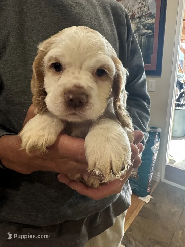 Boy puppy  – Cocker Spaniel puppy for sale in Fountain Valley, CA