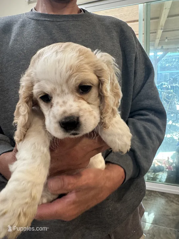 Girl baby  – Cocker Spaniel puppy for sale in Fountain Valley, CA