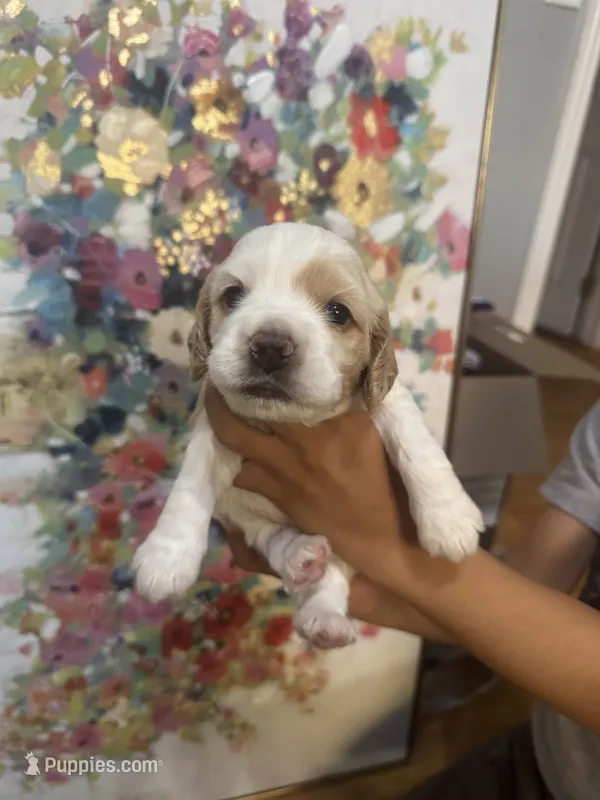 Baby girl  – Cocker Spaniel puppy for sale in Fountain Valley, CA