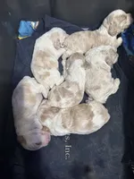 Baby girl , a female Cocker Spaniel for sale in Fountain Valley, CA – 1 of 3