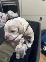 Girl puppy , a female Cocker Spaniel for sale in Fountain Valley, CA – 2 of 2