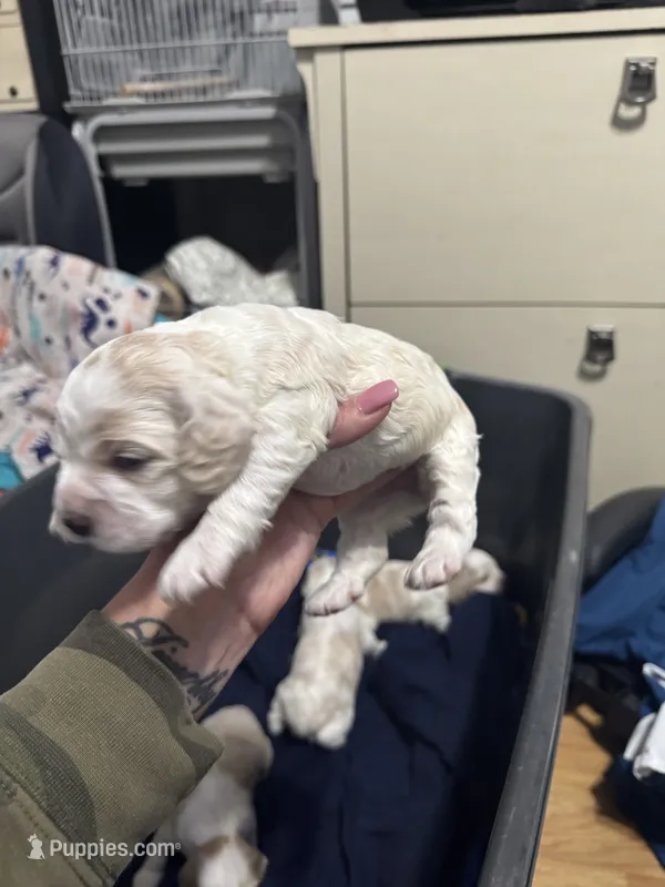 Girl baby puppy – Cocker Spaniel puppy for sale in Fountain Valley, CA