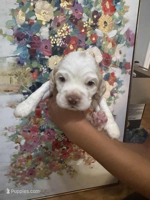 Boy puppy  – Cocker Spaniel puppy for sale in Fountain Valley, CA