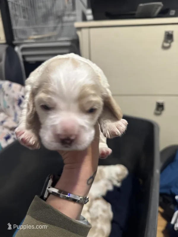 Girl puppy  – Cocker Spaniel puppy for sale in Fountain Valley, CA