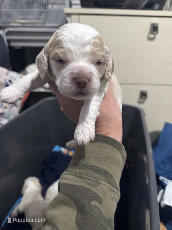 Boy puppy  – Cocker Spaniel puppy for sale in Fountain Valley, CA