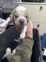 Boy puppy , a male Cocker Spaniel for sale in Fountain Valley, CA – 1 of 2
