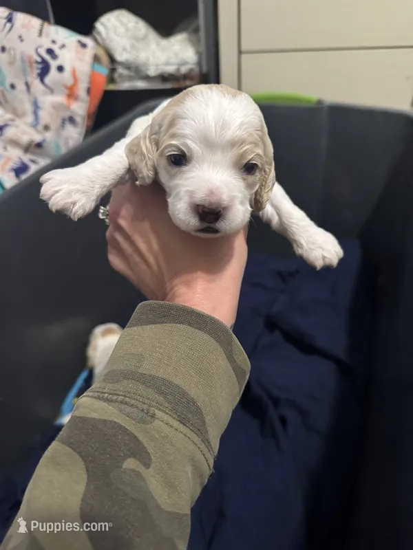 Girl baby  – Cocker Spaniel puppy for sale in Fountain Valley, CA