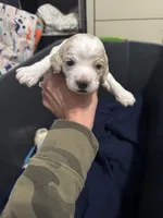 Girl baby , a female Cocker Spaniel for sale in Fountain Valley, CA – 1 of 2