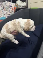 Baby girl , a female Cocker Spaniel for sale in Fountain Valley, CA – 2 of 3