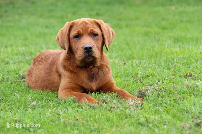 Quinta – Labrador Retriever puppy for sale in Hyde Park, VT