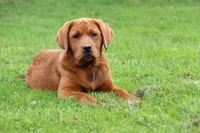 Quinta, a female Labrador Retriever for sale in Hyde Park, VT – Photo 1 of 5
