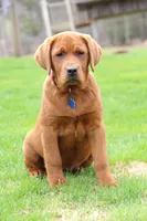 Quinta, a female Labrador Retriever for sale in Hyde Park, VT – Photo 2 of 5