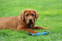 Quinta, a female Labrador Retriever for sale in Hyde Park, VT – Photo 5 of 5