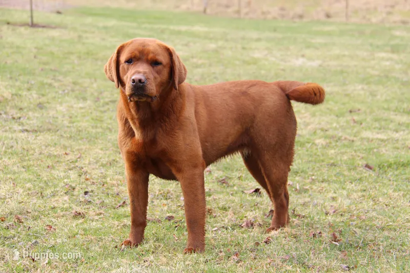 Quinta – Labrador Retriever puppy on hold in Hyde Park, VT