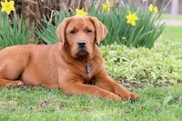 Quinta, a female Labrador Retriever for sale in Hyde Park, VT – Photo 3 of 5