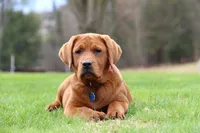 Quinta, a female Labrador Retriever for sale in Hyde Park, VT – Photo 4 of 5