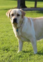 Sukie, a female Labrador Retriever for sale in Hyde Park, VT – Photo 2 of 9