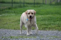 Sukie, a female Labrador Retriever for sale in Hyde Park, VT – Photo 9 of 9