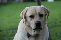 Sukie, a female Labrador Retriever for sale in Hyde Park, VT – Photo 6 of 9