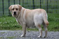 Sukie, a female Labrador Retriever for sale in Hyde Park, VT – Photo 3 of 9