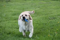 Sukie, a female Labrador Retriever for sale in Hyde Park, VT – Photo 8 of 9