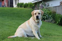 Sukie, a female Labrador Retriever for sale in Hyde Park, VT – Photo 5 of 9