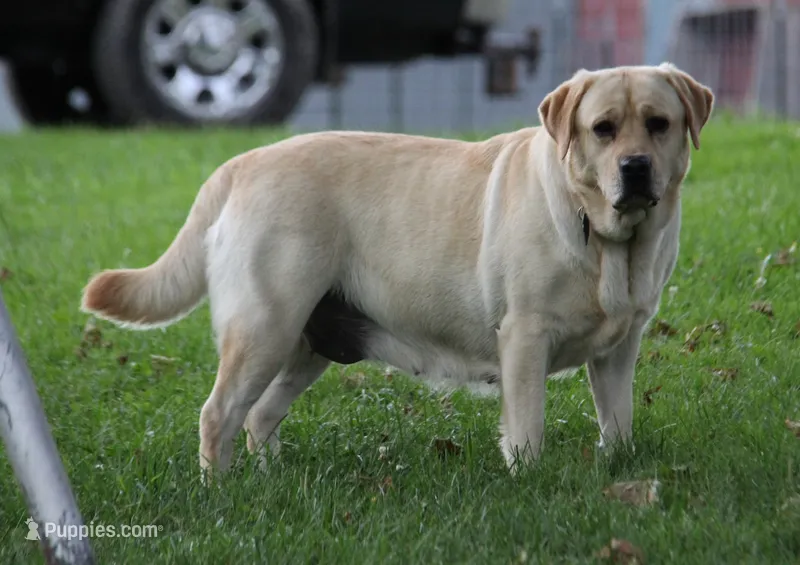 Sukie – Labrador Retriever puppy for sale in Hyde Park, VT