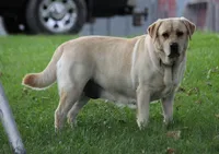 Sukie, a female Labrador Retriever for sale in Hyde Park, VT – Photo 1 of 9