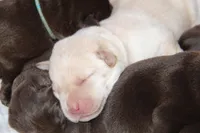 Inka, a female Labrador Retriever for sale in Hyde Park, VT – Photo 7 of 9