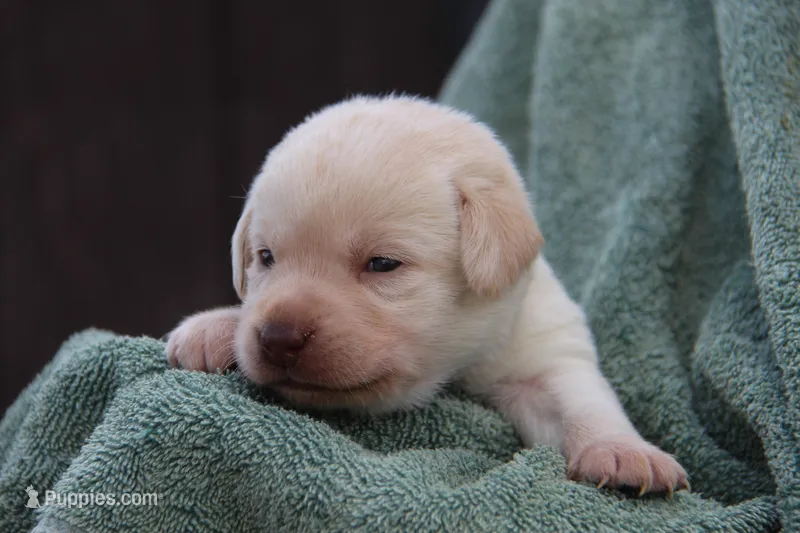 Inka – Labrador Retriever puppy for sale in Hyde Park, VT