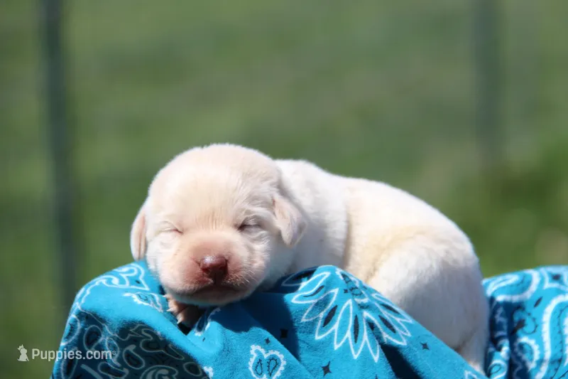 Inka – Labrador Retriever puppy for sale in Hyde Park, VT