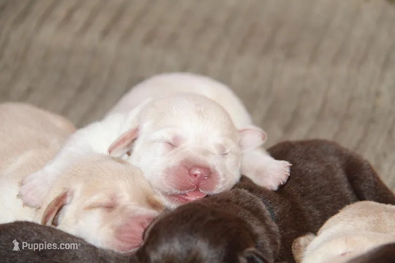 Inka – Labrador Retriever puppy for sale in Hyde Park, VT