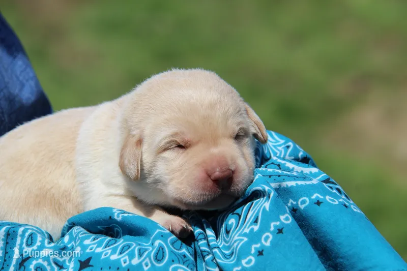 Ingrid – Labrador Retriever puppy for sale in Hyde Park, VT