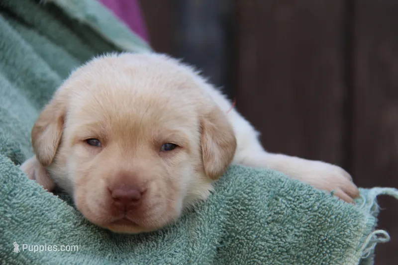 Ingrid – Labrador Retriever puppy for sale in Hyde Park, VT
