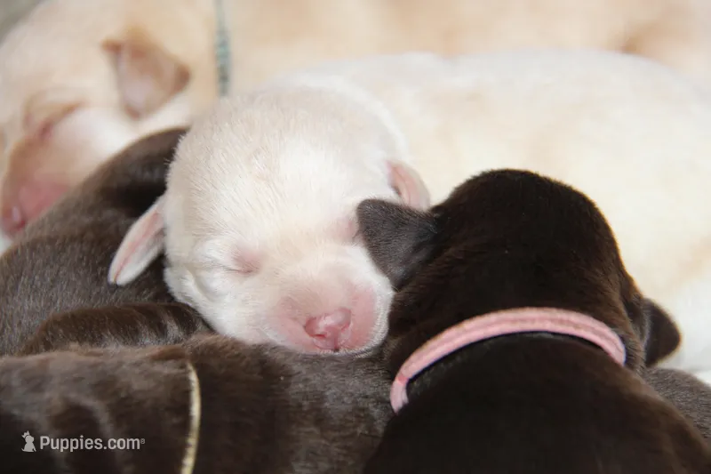 Ingrid – Labrador Retriever puppy for sale in Hyde Park, VT