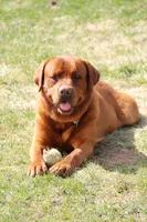 Stub, a male Labrador Retriever for sale in Hyde Park, VT – Photo 3 of 5