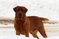 Stub, a male Labrador Retriever for sale in Hyde Park, VT – Photo 1 of 5