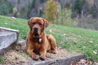 Stub, a male Labrador Retriever for sale in Hyde Park, VT – Photo 4 of 5