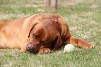 Stub, a male Labrador Retriever for sale in Hyde Park, VT – Photo 5 of 5