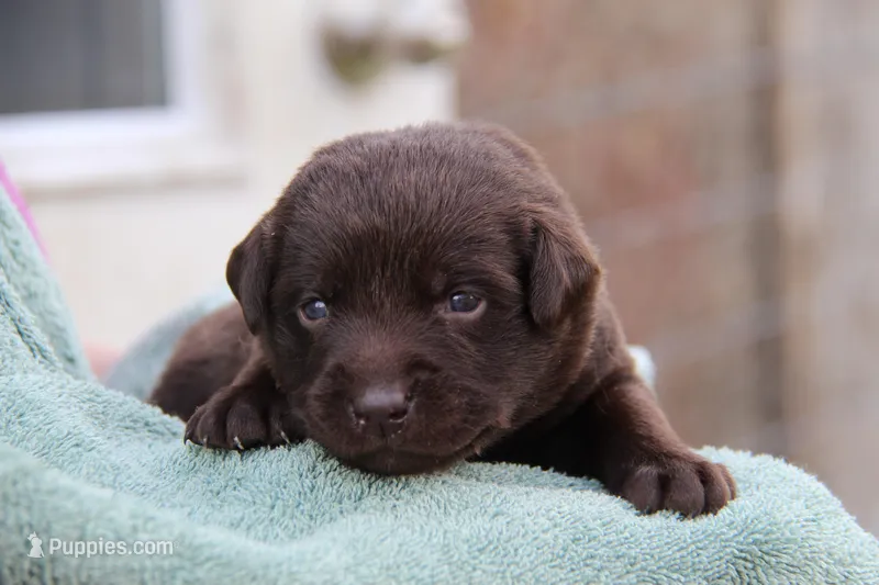 Haven – Labrador Retriever puppy for sale in Hyde Park, VT