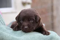 Haven, a female Labrador Retriever for sale in Hyde Park, VT – 1 of 4