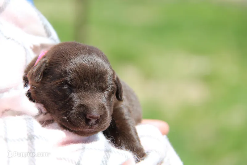Haven – Labrador Retriever puppy for sale in Hyde Park, VT
