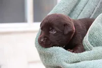 Haven, a female Labrador Retriever for sale in Hyde Park, VT – 2 of 4