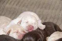 Haven, a female Labrador Retriever for sale in Hyde Park, VT – Photo 6 of 9